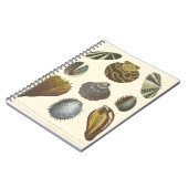 Sammlung der Konchologie Notizblock (Linke Seite)