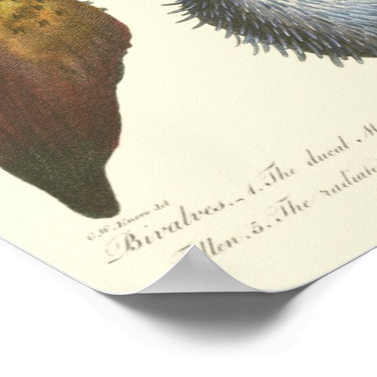 Sammlung der Konchologie Poster (Ecke)