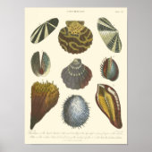 Sammlung der Konchologie Poster (Vorne)