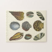 Sammlung der Konchologie Puzzle (Horizontal)