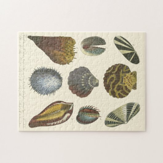 Sammlung der Konchologie Puzzle (Horizontal)