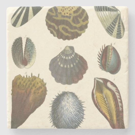 Sammlung der Konchologie Steinuntersetzer (Vorderseite)