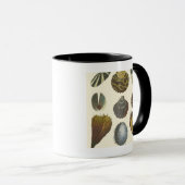 Sammlung der Konchologie Tasse (VorderseiteRechts)