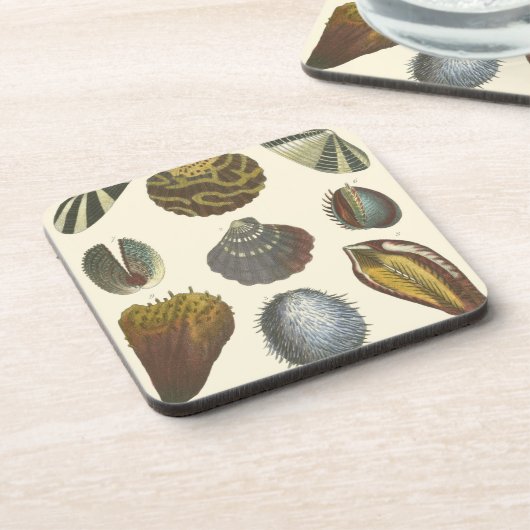 Sammlung der Konchologie Untersetzer (Linke Seite)