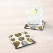 Sammlung der Konchologie Untersetzer (Rechte Seite)