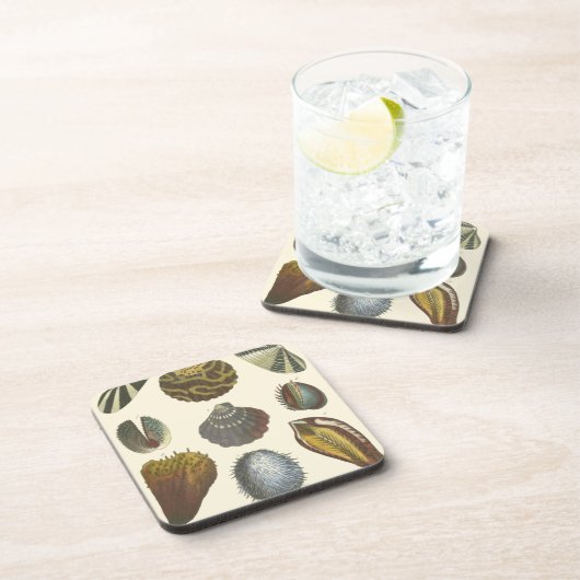 Sammlung der Konchologie Untersetzer (Rechte Seite)