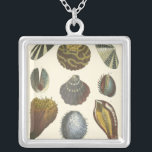 Sammlung der Konchologie Versilberte Kette<br><div class="desc">Wenn Sie heute nicht an den Strand kommen, erhalten Sie dieses klassische Bild dieses einzigartigen Images von Albertus Seba! Stellen Sie sich einen Strand vor, der Meeresanemonen entdeckt, die die Natur zu bieten hat. Diese Muscheln und Pflanze am Meer sind in diesem Gemälde von warmem Sand umgeben und eignen sich...</div>