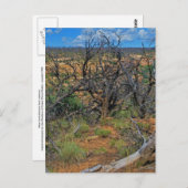 Sammlung "Mesa Verde National Park" Postkarte (Vorne/Hinten)
