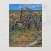 Sammlung "Mesa Verde National Park" Postkarte (Vorderseite)