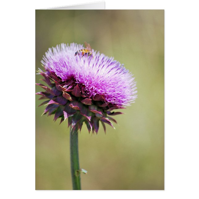 Sammlung "Thistle with Bee" (Vorne)