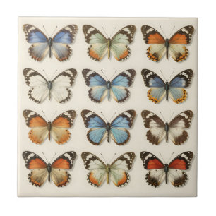 Sammlung vintage Schmetterlingsexemplare Fliese