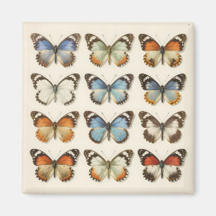 Sammlung vintage Schmetterlingsexemplare Magnet