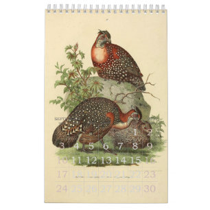 Sammlung vintage Vogelillustrationen Kalender