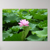Sammlung von Blume: Lotus Poster (Vorne)