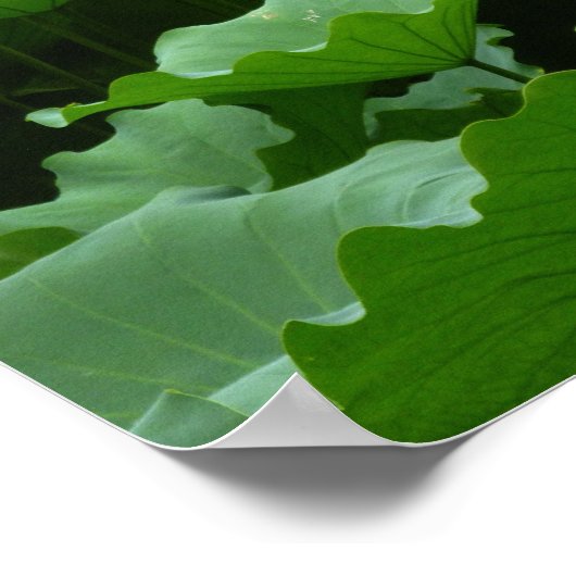 Sammlung von Blume: Lotus Poster (Ecke)