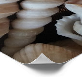 Sammlung von Muscheln, Poster, Natur, Sommer Stran Poster (Ecke)