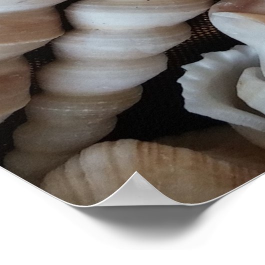 Sammlung von Muscheln, Poster, Natur, Sommer Stran Poster (Ecke)