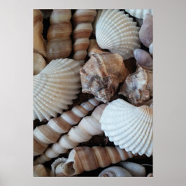 Sammlung von Muscheln, Poster, Natur, Sommer Stran Poster