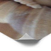 Sammlung von Muscheln, Poster, Natur, Sommer Stran Poster (Ecke)