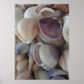 Sammlung von Muscheln, Poster, Natur, Sommer Stran Poster (Vorne)