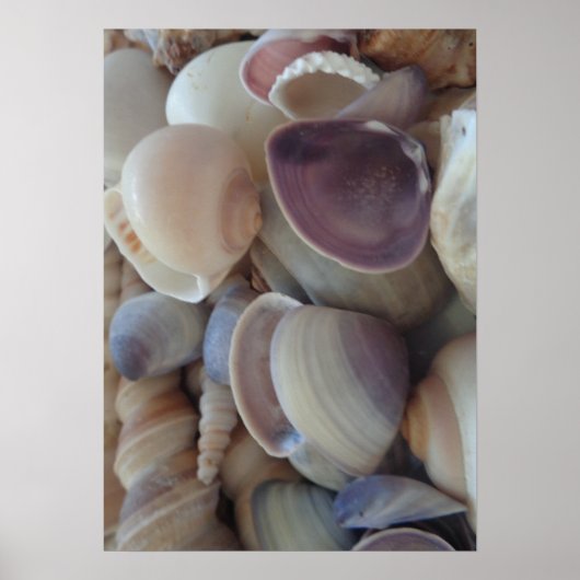 Sammlung von Muscheln, Poster, Natur, Sommer Stran Poster (Vorne)