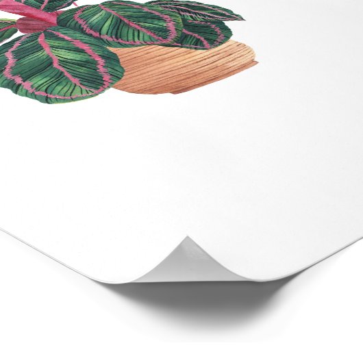 Sammlung von Pflanze 3 Poster (Ecke)