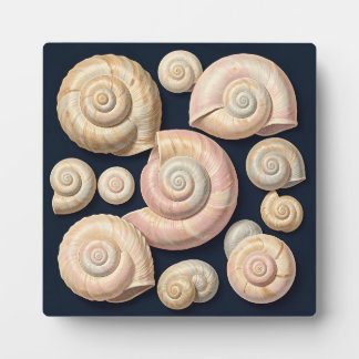 Sammlung von spiralförmigen Meeresschnecken Beige Fotoplatte