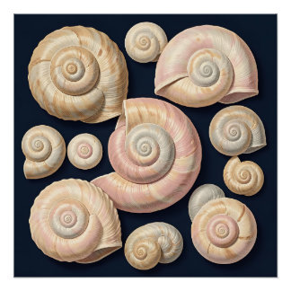Sammlung von spiralförmigen Meeresschnecken Beige Poster