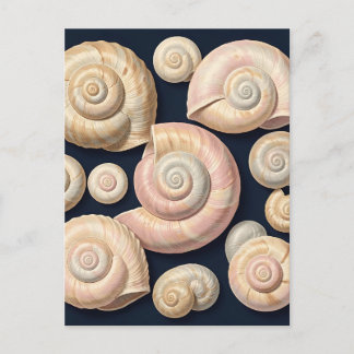 Sammlung von spiralförmigen Meeresschnecken Beige Postkarte