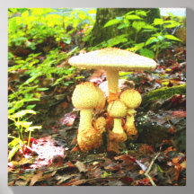 Sammlung weißer Pilze