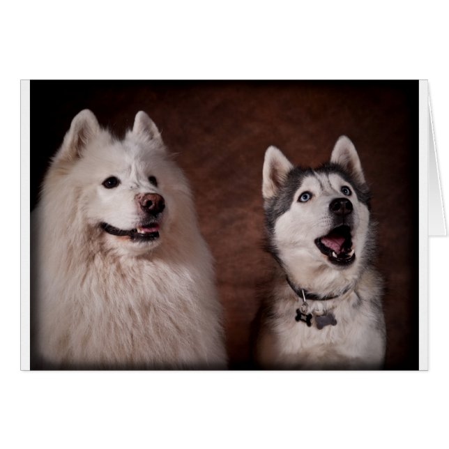 Samoyed and Husky (Vorderseite (Horizontal))