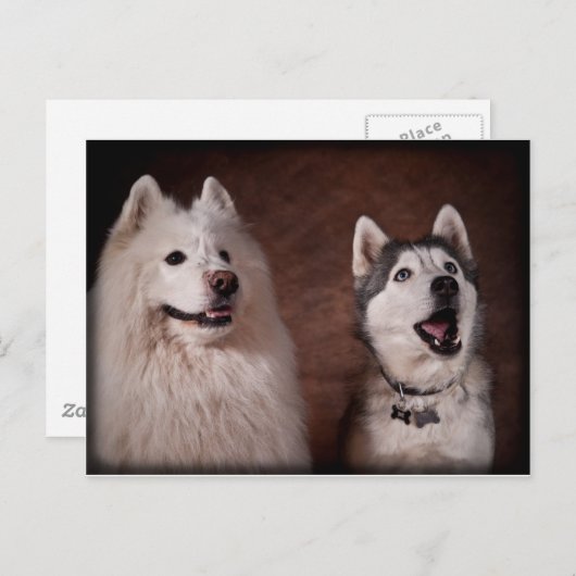 Samoyed and Husky Postkarte (Vorne/Hinten)