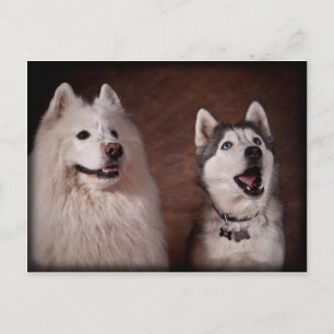 Samoyed and Husky Postkarte