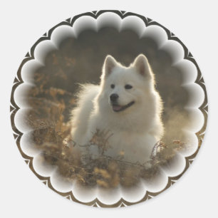Samoyed-Aufkleber Runder Aufkleber