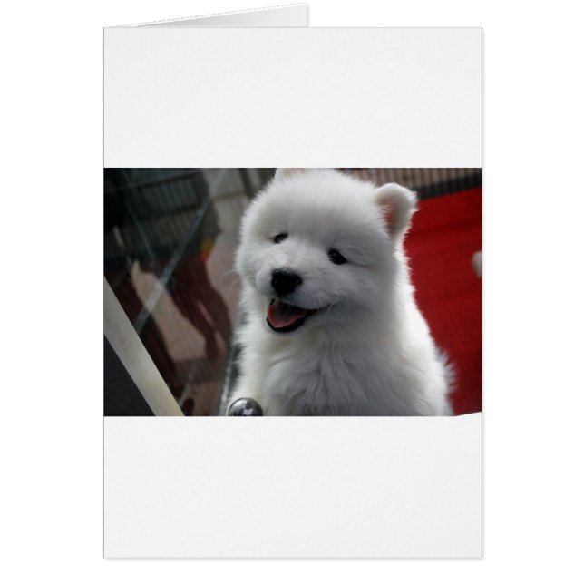 Samoyed Dog (Vorne)