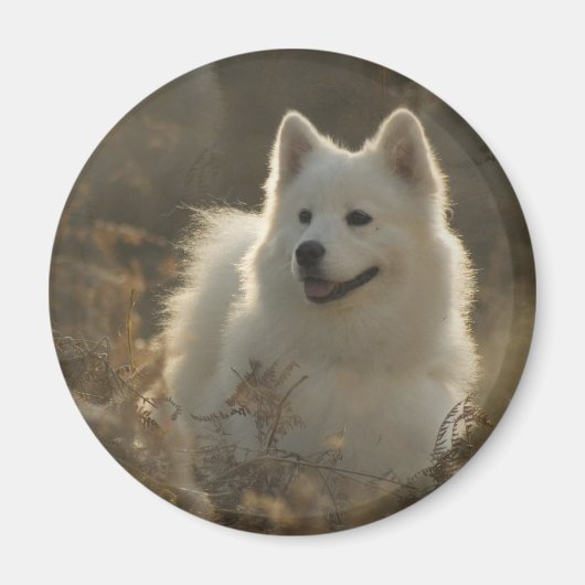 Samoyed Dog Breed Magnet (Vorne)