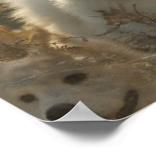 Samoyed Dog Breed Poster (Ecke)