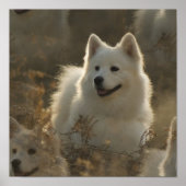 Samoyed Dog Breed Poster (Vorne)