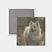 Samoyed Dog Breed Square Magnet (Vorderseite/Rückseite)