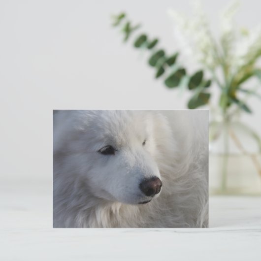 Samoyed Dog Postcard Postkarte (Stehend Vorderseite)