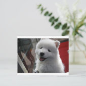 Samoyed Dog Postkarte (Stehend Vorderseite)