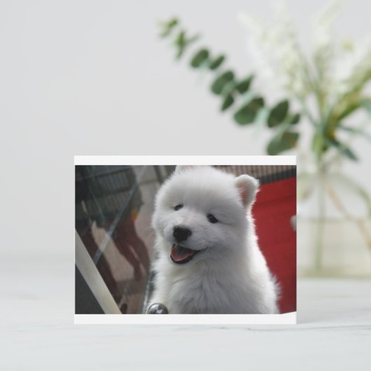 Samoyed Dog Postkarte (Stehend Vorderseite)