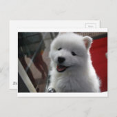 Samoyed Dog Postkarte (Vorne/Hinten)