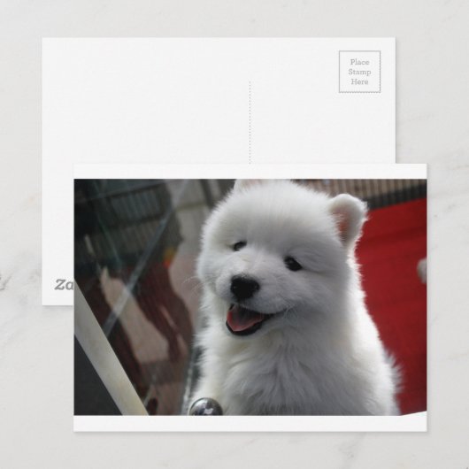 Samoyed Dog Postkarte (Vorne/Hinten)