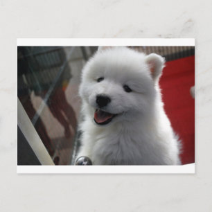 Samoyed Dog Postkarte