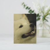 Samoyed Dog Postkarten (Stehend Vorderseite)