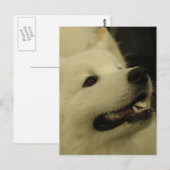 Samoyed Dog Postkarten (Vorne/Hinten)