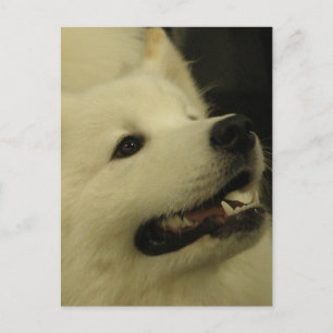 Samoyed Dog Postkarten