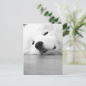 Samoyed-Foto-Hundeweiß Postkarte (Stehend Vorderseite)