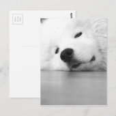 Samoyed-Foto-Hundeweiß Postkarte (Vorne/Hinten)